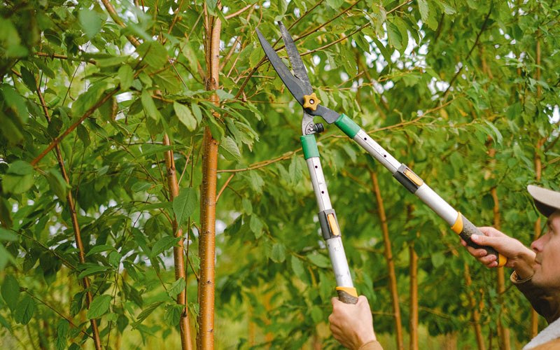 Tree trimming in Little Suamico, WI